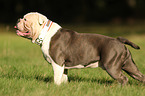 Olde English Bulldog