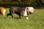 walking Olde English Bulldog