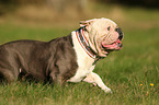 walking Olde English Bulldog
