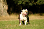 Olde English Bulldog