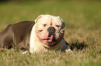 lying Olde English Bulldog