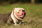 lying Olde English Bulldog