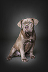 sitting Old English Bulldog