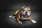 lying Old English Bulldog