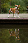 standing Olde English Bulldog