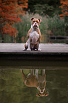 sitting Olde English Bulldog