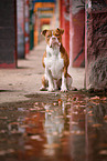 sitting Olde English Bulldog