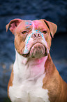 Olde English Bulldog portrait