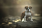 Olde English Bulldog Puppy