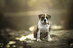 Olde English Bulldog Puppy