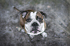 sitting Olde English Bulldog