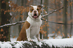 Olde English Bulldog