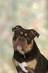 Olde English Bulldog Portrait