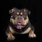 lying Olde English Bulldog