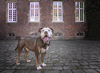 Olde English Bulldog