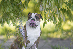 Olde English Bulldog Portrait