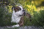 Olde English Bulldog