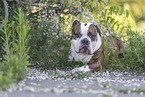 lying Olde English Bulldog