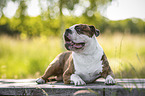 lying Olde English Bulldog