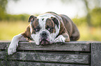 lying Olde English Bulldog