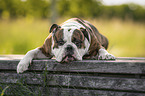 lying Olde English Bulldog