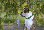 Olde English Bulldog Portrait