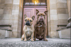 Olde English Bulldog and French Bulldog