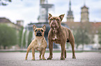 Olde English Bulldog and French Bulldog