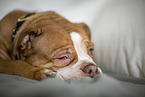 Olde English Bulldog puppy