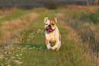 Olde English Bulldog in summer