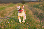 Olde English Bulldog in summer