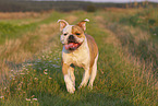 Olde English Bulldog in summer