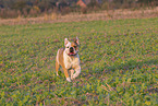 Olde English Bulldog in summer