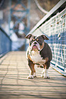 Olde English Bulldog on bridge