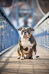 Olde English Bulldog on bridge