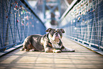 Olde English Bulldog on bridge