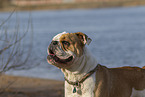 Olde English Bulldog Portrait