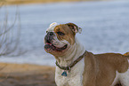 Olde English Bulldog Portrait