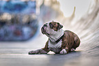 male Olde English Bulldog