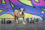 male Olde English Bulldog