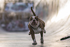 male Olde English Bulldog