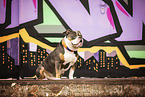 Olde English Bulldog in front of scratchwork