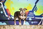Olde English Bulldog in front of scratchwork