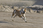 Olde English Bulldog