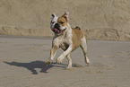 Olde English Bulldog