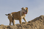 Olde English Bulldog