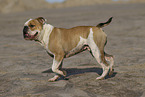 Olde English Bulldog