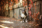 Olde English Bulldog in autumn