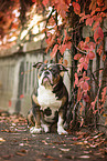 Olde English Bulldog in autumn