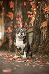 Olde English Bulldog in autumn